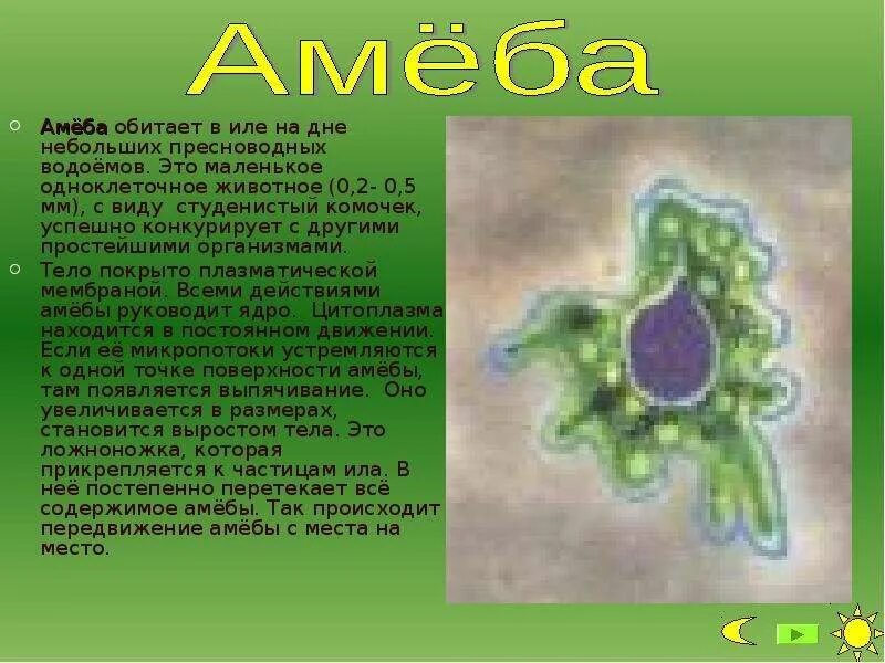 Биология 5 краткое содержание. Характеристика амебы Протей. Простейшие доклад. Амеба обыкновенная обитает. Простейшие животные обитают в.