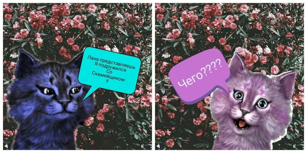Меме кот лео фото ЛЕО!!! Cats, Animals, Hacker girl