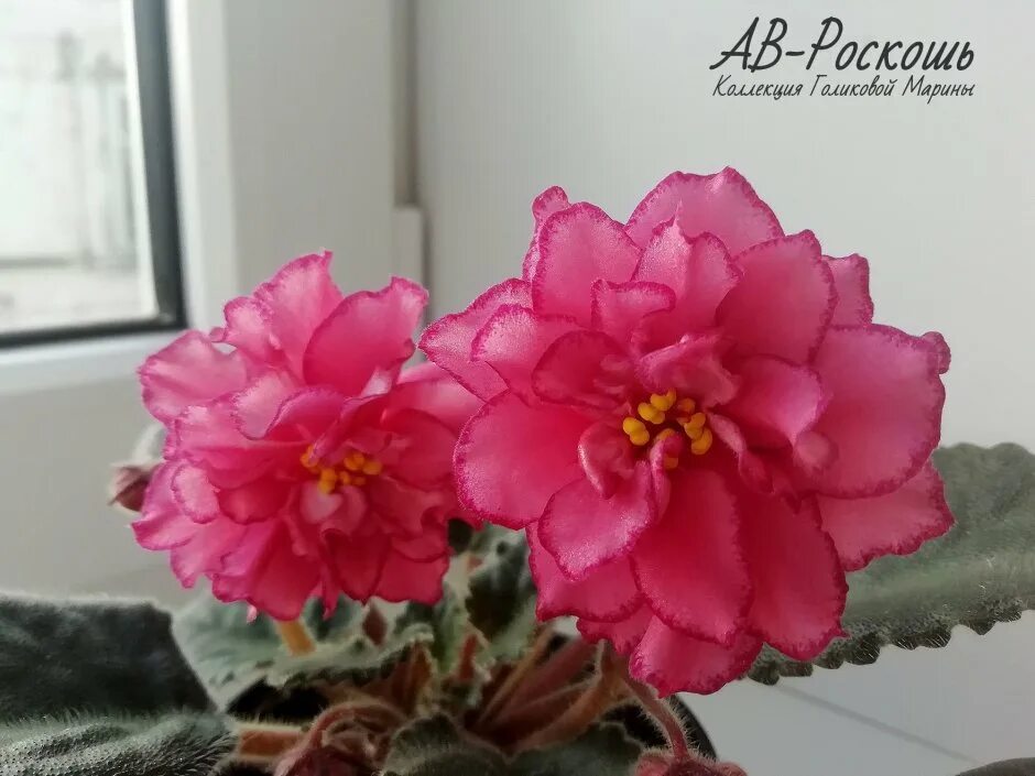 фиалка ле золотая роскошь. сорт роскошь. сорт фиалки роскошь. лф мраморный пион. фиалка ек шиншилла.