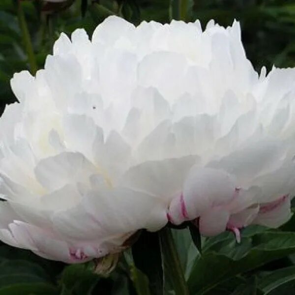 Пион молочноцветковый Уайт Дабл (Paeonia Lactiflora White Double) 6 л, цена в Са