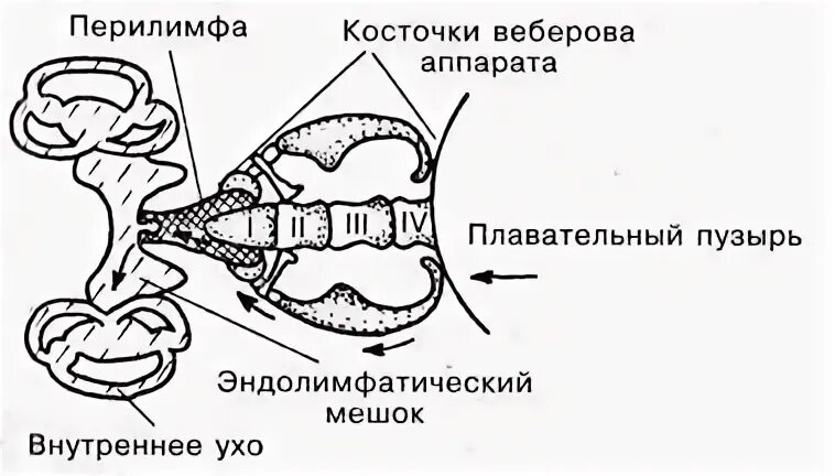 Настройка веберов