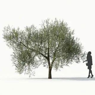 Белое оливковое дерево дорама