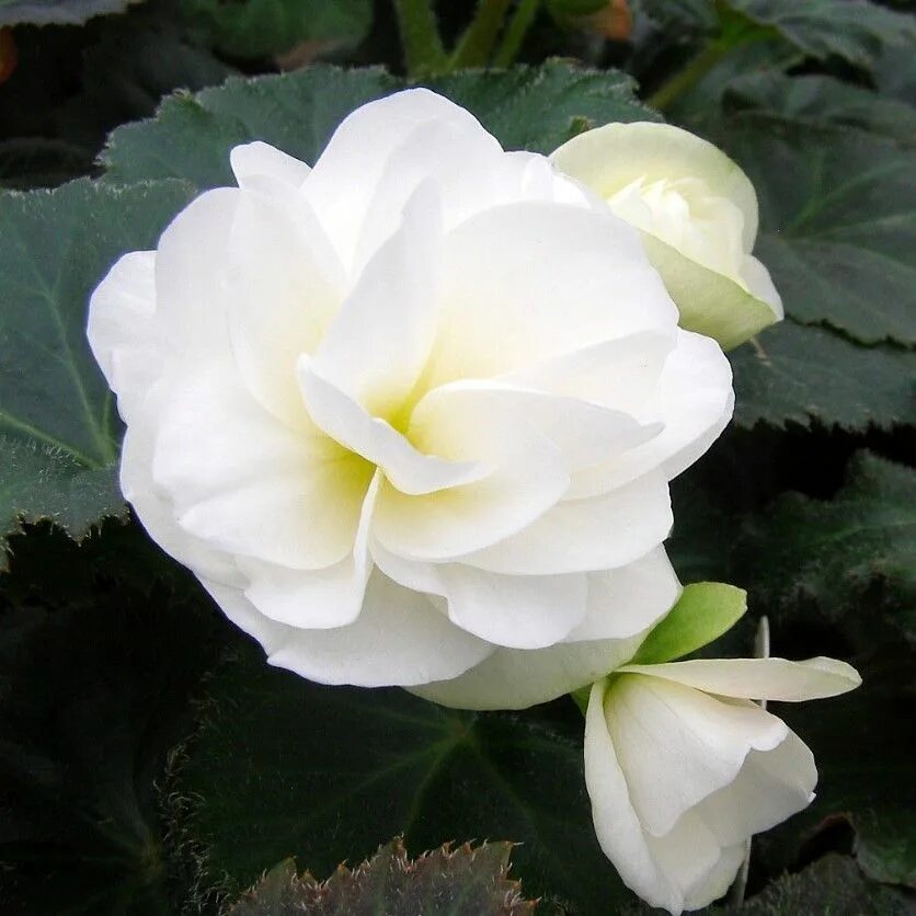 Бегония белая фото Pin von Calypso Fleurs auf Plantes Begonien, Balkon pflanzen, Pflanzenbeet