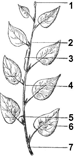 Рисунок побега растения. Побег мочка междоузлие. Строение побега рис 44. Строение стебля междоузлие. Побег строение побега.