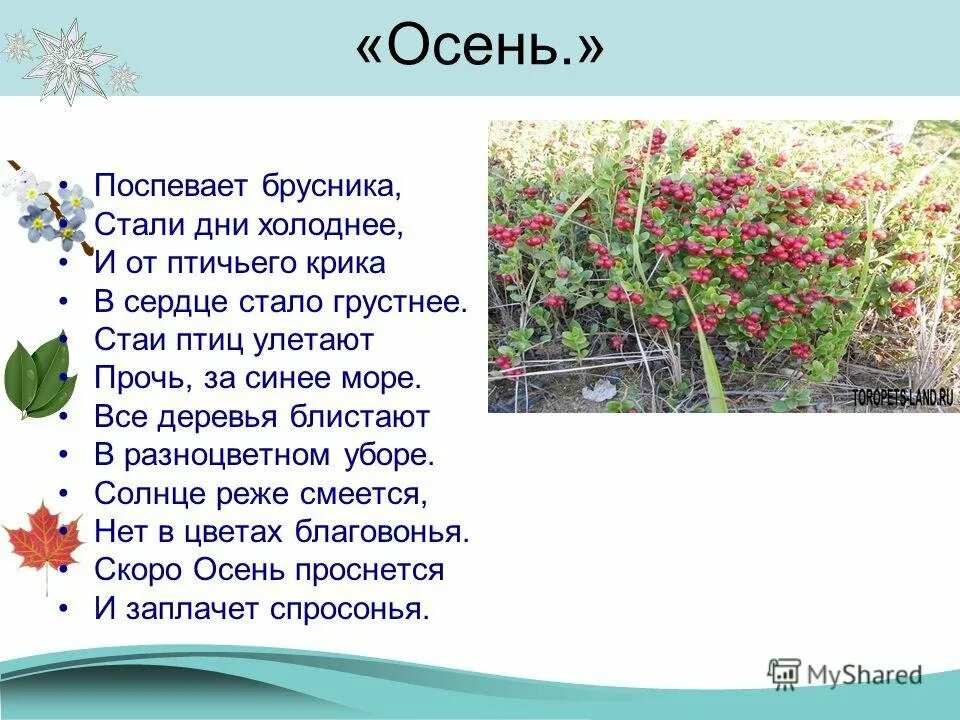 Стали брусника дни. Бальмонт поспеватбрусника. Бальмонт поспевает брусника. Поспевает брусника стали. Поспевает брусника стихотворение.