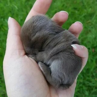 К чему снятся кролики маленькие