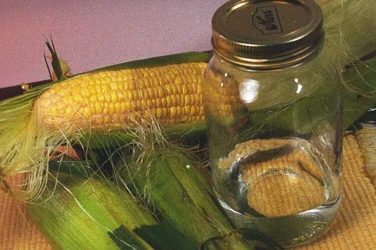 Бурбон кукурузный самогон. Самогон из кукурузы. Брага из кукурузной крупы. Брага из кукурузы для самогона. Самогон из кукурузы.