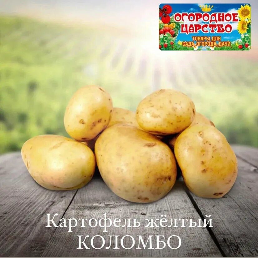 Сорт картофеля коломбо срок созревания. Сорт картофеля Коломбо. Сорт ранней картошки Коломбо. Картофель Коломбо фото. Семена картофеля Коломбо.