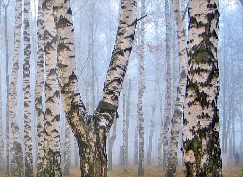 березовая роща тамбов. вульфсон л б березовая роща д 12 кв 553. березовая роща томск. березовая роща заболотский. колодезный березовая роща.