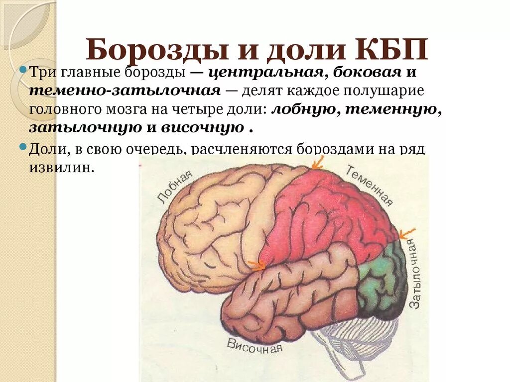 Доли КБП головного мозга. Головной мозг КБП зоны и доли.