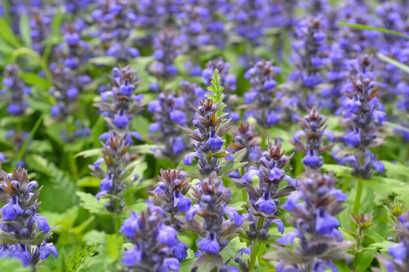 Глаза шалфей. Шалфей salvia schwellenburg. шалфей дикий луговой. salvia apiana шалфей. дикий шалфей фото.