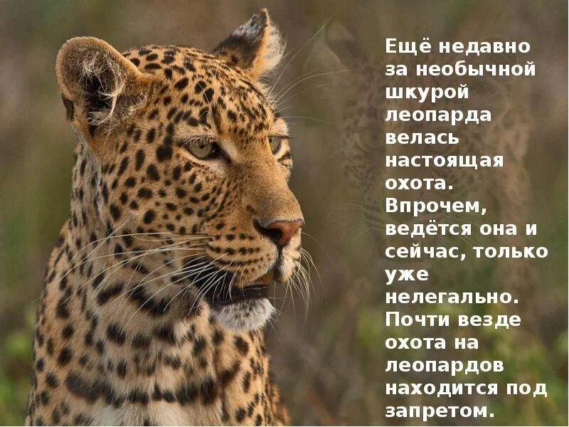 Леопард песня текст. Леопард доклад. Леопард песня текст. Загадка про леопарда для детей. Леопард описание.