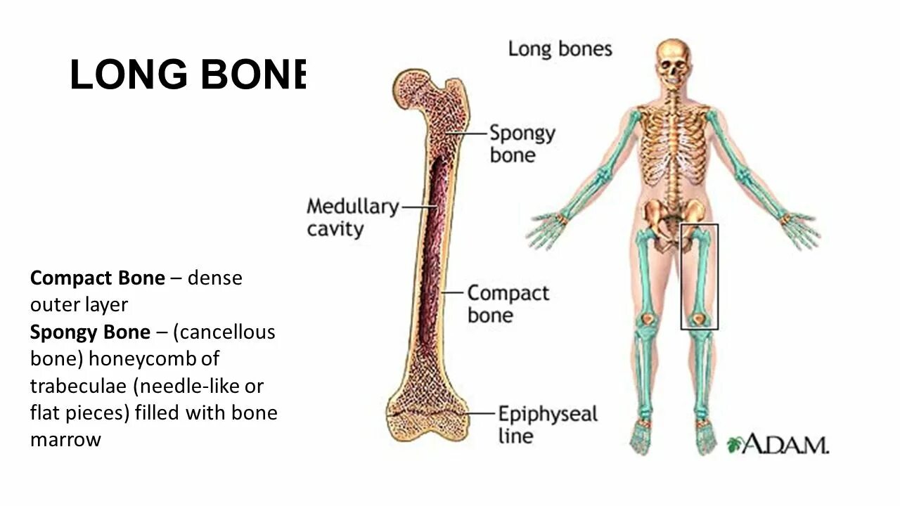 Structural anatomy of bones. Parts of bone. Кость анатомия. Parts of bone. Long bones.
