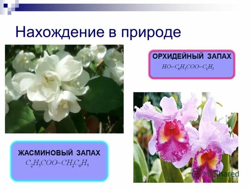 Нахождение эфиров в природе. Орхидея сложный эфир. Нахождение в природе сложных эфиров. Эфиры цветов. Запахи сложных эфиров.