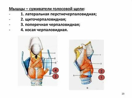 Расширяющую голосовую щель