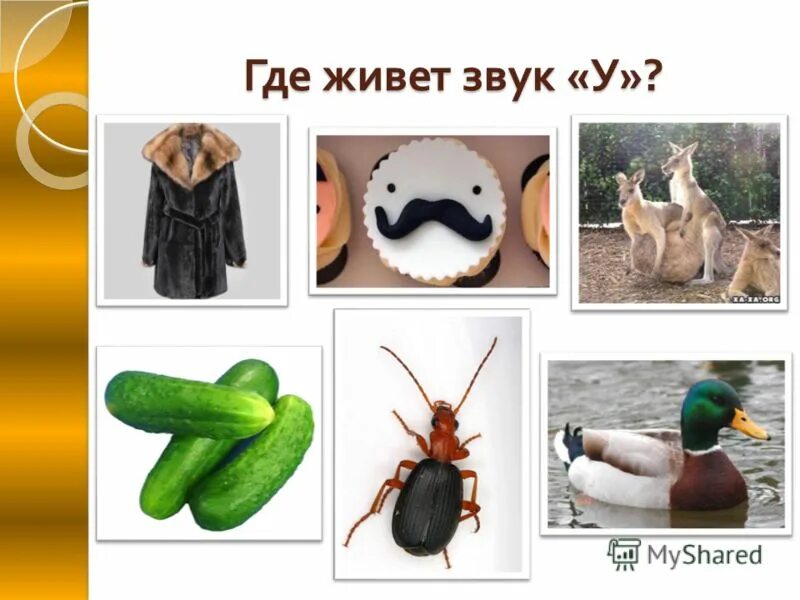 Районы москвы. Где живете и т. Домики домашних животных для дошкольников. Сколько живут самые хорошие люди. Жилища домашних животных задания для дошкольников.