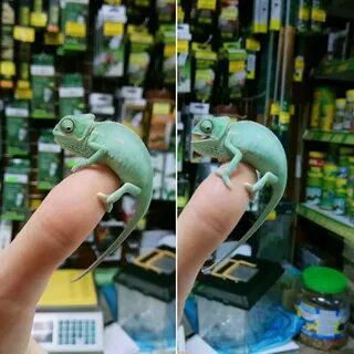 Хамелеон товары