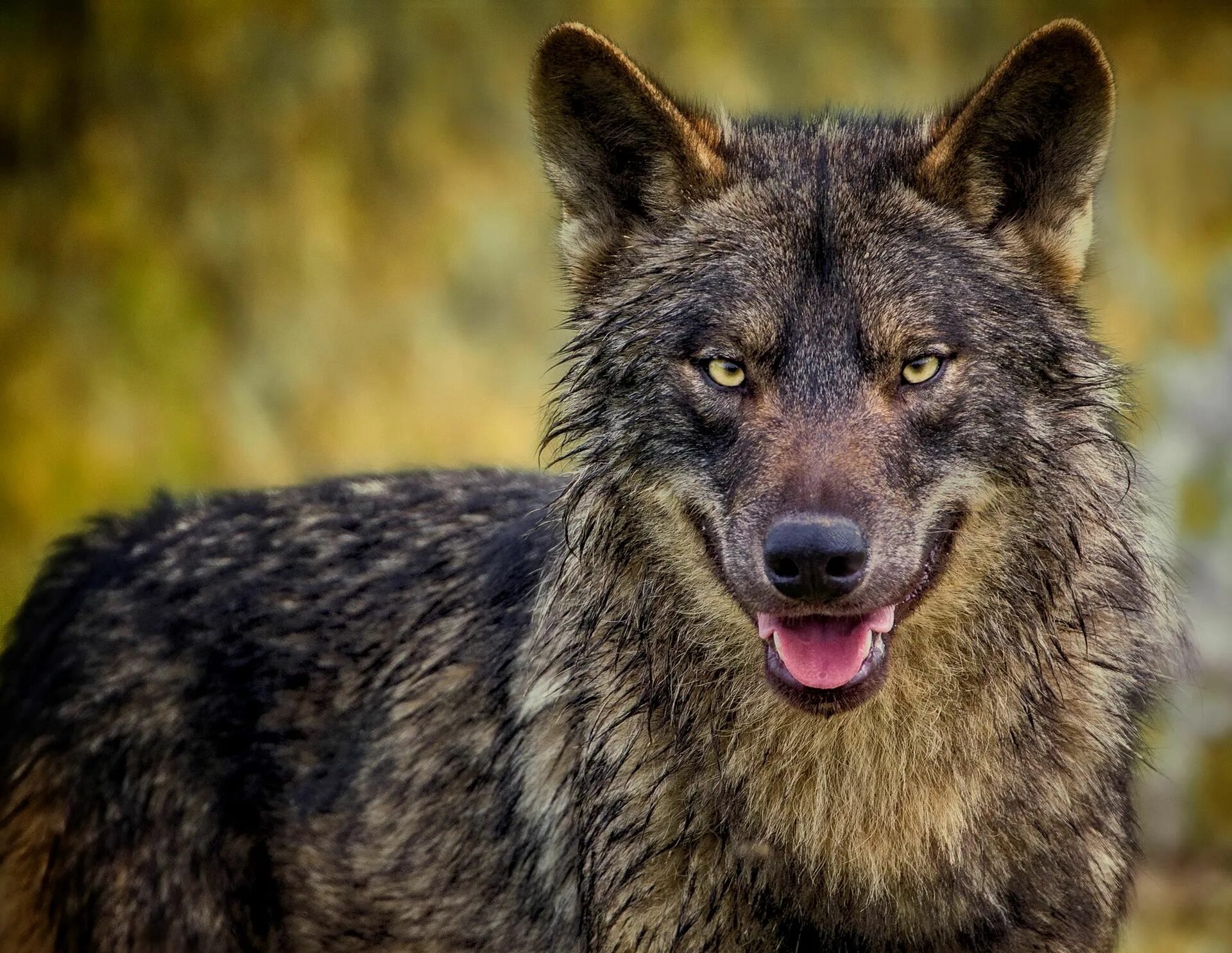 Волк. Хищные животные волки. Дикий волк. Волки фото красивые. Beautiful wolves