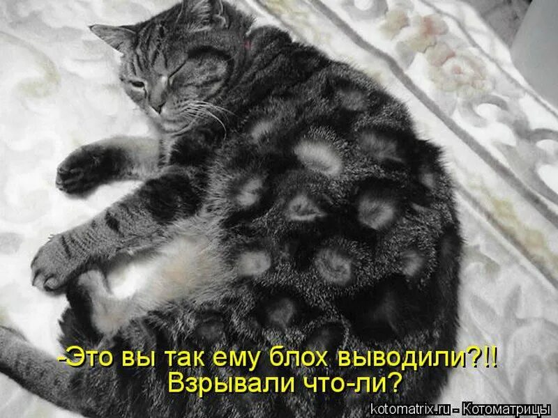 Огромные коты с надписями. Коты гады. Коты и блохи приколы. Котоматрица лучшее за все время картинки