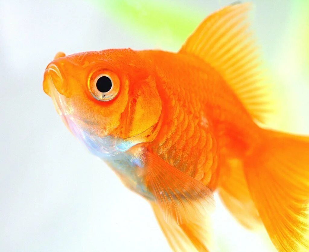 Оранжевая рыбка. Оранжевые рыбки аквариумные. Рыба оранжевая аквариумная. Ярко оранжевая рыбка. Включи 3 рыбы