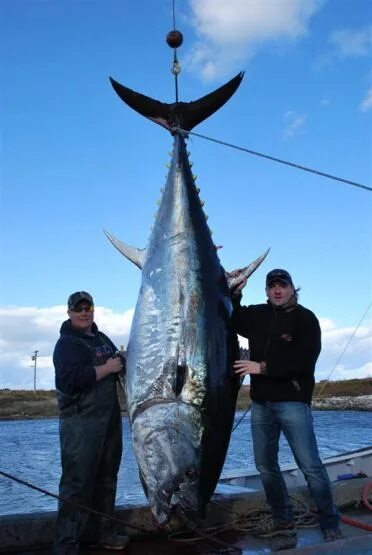 Тунец 600 кг. Самый большой тунец. Трофейный тунец. Ловля тунца. Дикий тунец 12