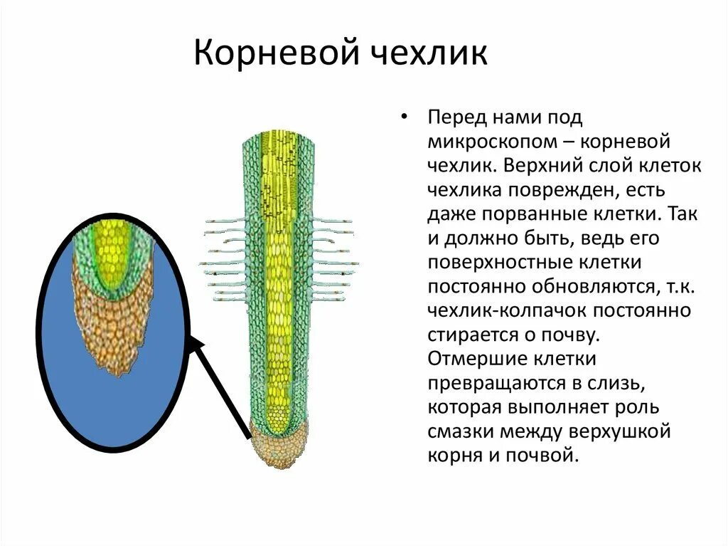 Чехлик корня функции. Зоны корня чехлик 6 класс биология. строение корня чехлик. строение и функции корневого чехлика. корневой чехлик описание.