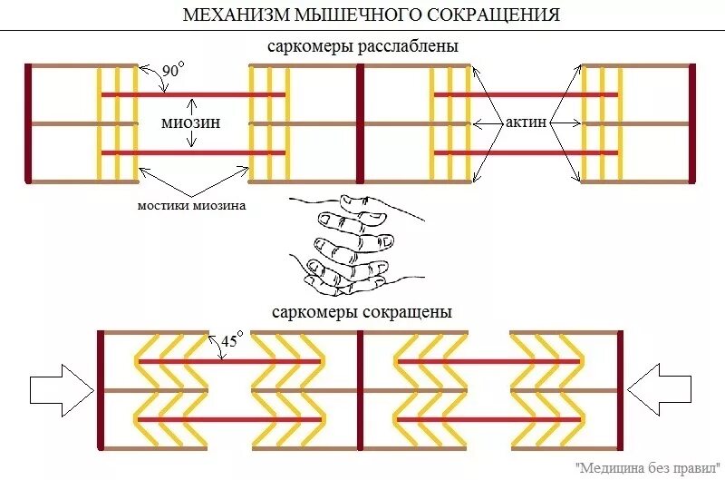 Сокращение саркомера. Схема механизма сокращения и расслабления саркомера. Теория мышечного сокращения и расслабления. Саркомер механизм мышечного сокращения. Механизм сокращения саркомера.