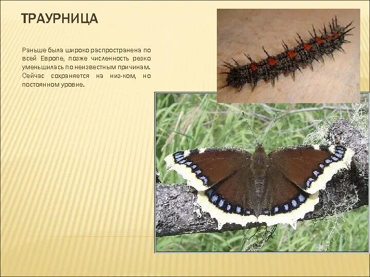 Гусеница бражника красная. Гусеница бабочки махаон. Гусеница махаона описание. Махаон бражник гусеница. Гусеница магна (красная).