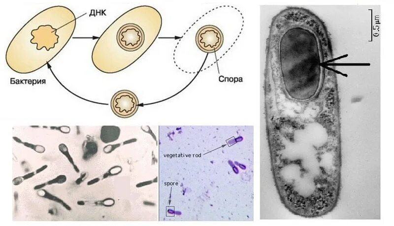 Спорообразование бактериальной клетки. Образование спор у бактерий. Строение споры бактерий микробиология. Спорообразование прокариотической клетки. Споры бактерий 5 класс