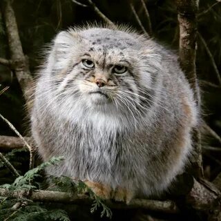 Где встречается манул