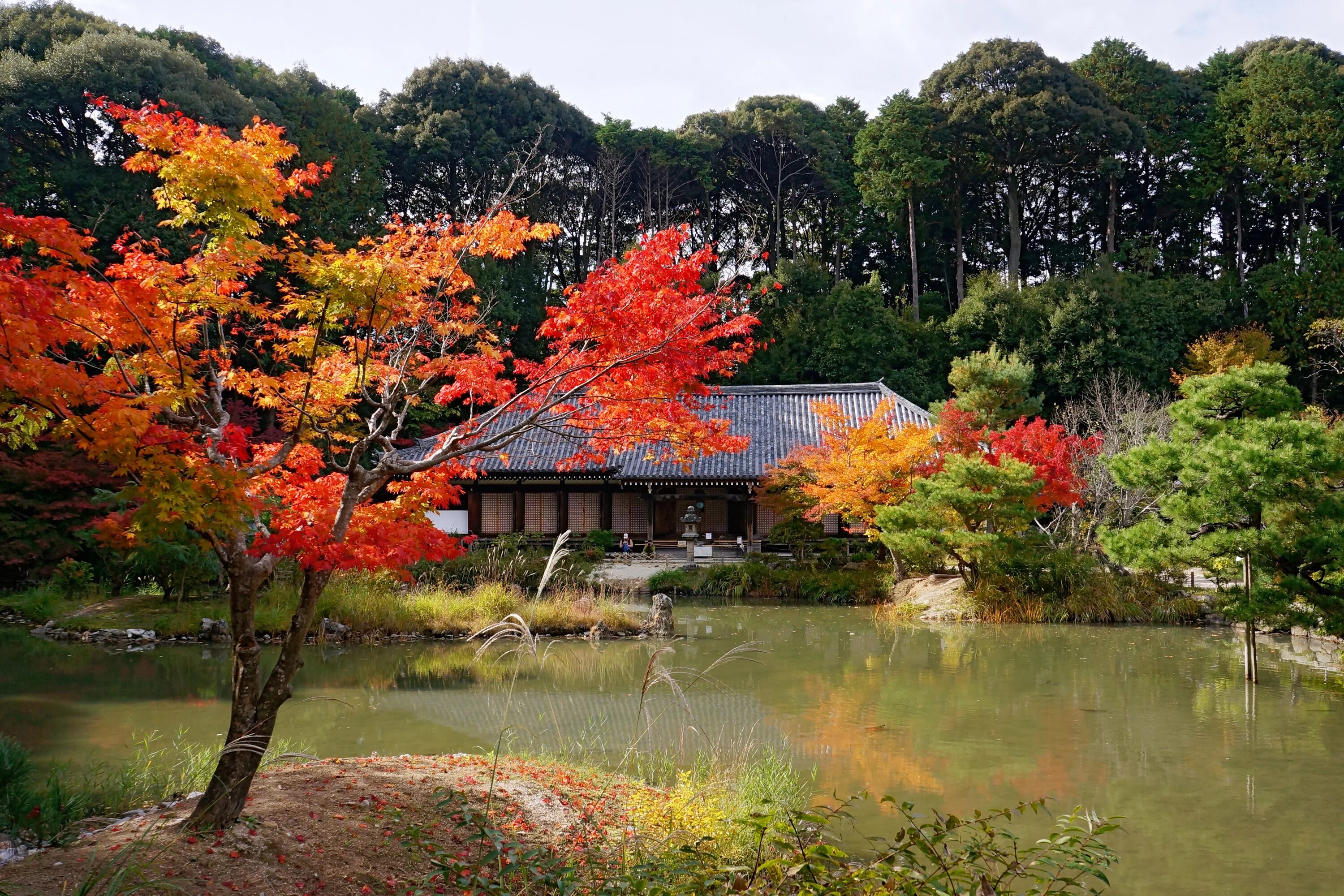 Зап раем. Храм дзёрури дзи. Префектура Киото. Киото кадзю-дзи. Токусима Префектура рёдзэн-дзи.