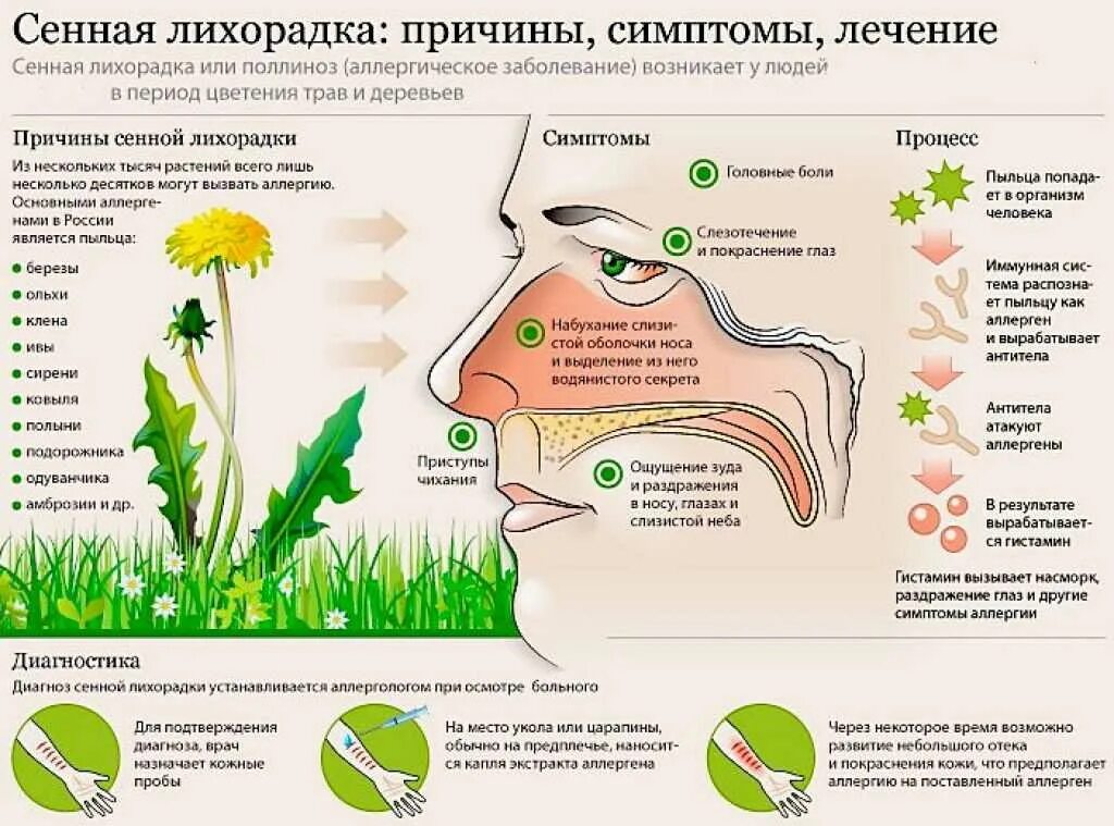 Сенная лихорадка поллиноз симптомы. Поллиноз Сенная лихорадка у детей. Аллергическая реакция на цветение растений. Аллергический ринит, вызванный пыльцой растений. Чихание по неделям и времени