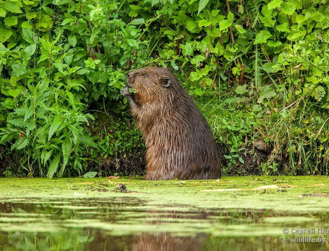европейский речной бобр. речной бобр. бобр (castor fiber linnaeus, 1758). бобр речной обыкновенный. канадский бобр (castor canadensis).