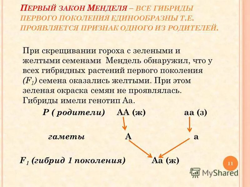 Моногибридное скрещивание пример законы г менделя Вопросы по биологии / Гибридологический метод изучения наследственности. Моногиб