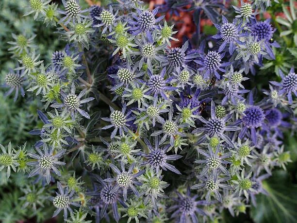 Синеголовник приморский. Sea holly. Синеголовник листья. Eryngium. Sea holly.