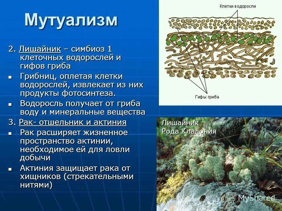 Приведите примеры различных вариантов симбиоза