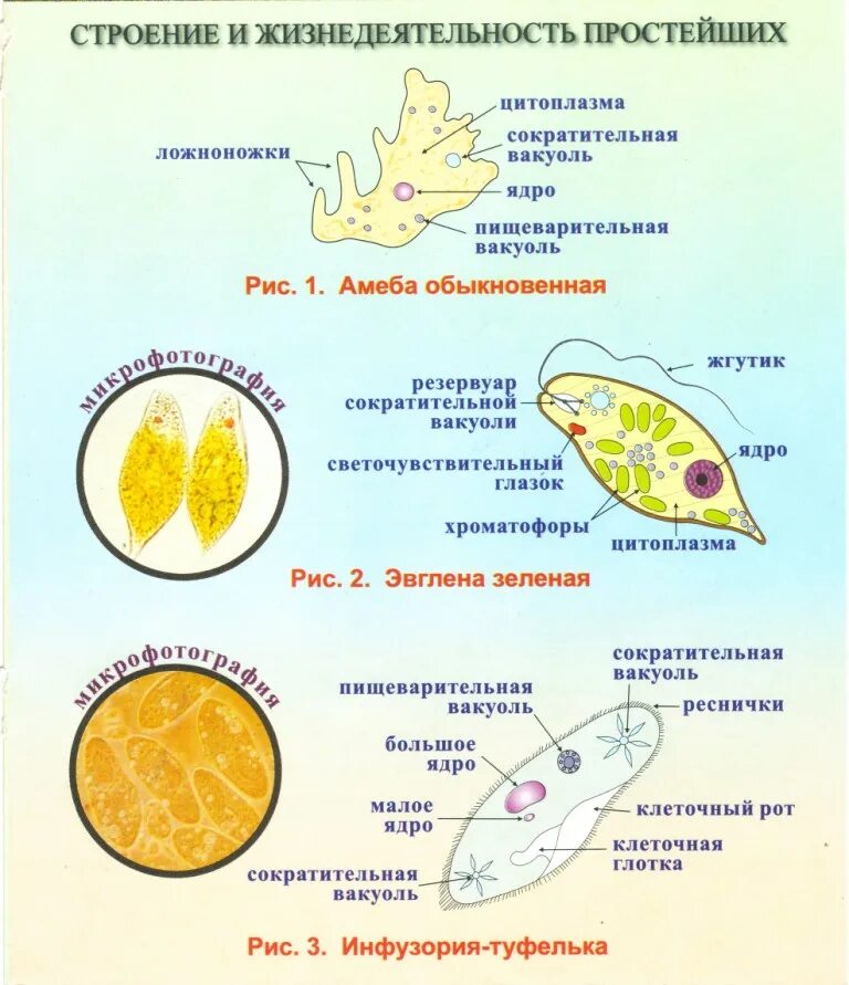 Строение типа простейшие. Задачи по биологии 7 класс простейшие животные. Конспект по биологии 7 класс простейшие. Строение простейших 7 класс биология. Одноклеточные животные строение 7 класса.