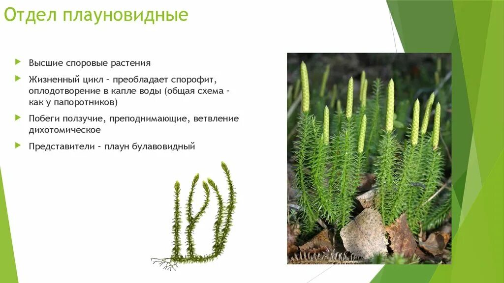 Примеры плауновидных растений
