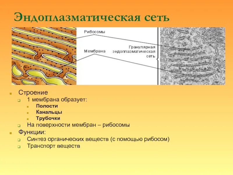 Выполняемые функции эндоплазматической сети. Эндоплазматическая сеть ретикулум функции. Эндоплазматический ретикулум структура и функции. Мембраны эндоплазматической сети строение и функции. Гранулярная эндоплазматическая сеть структура.