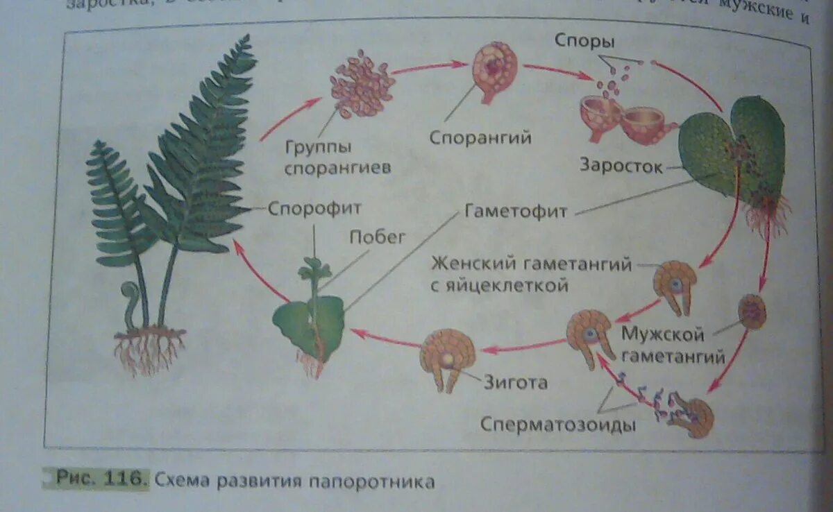 Спорофиты папоротникообразных. Жизненный цикл папоротника спорофит гаметофит. Жизненный цикл папоротника гаметофит. Жизненный цикл папоротника схема спорофит. Схема развития папоротника биология 6.