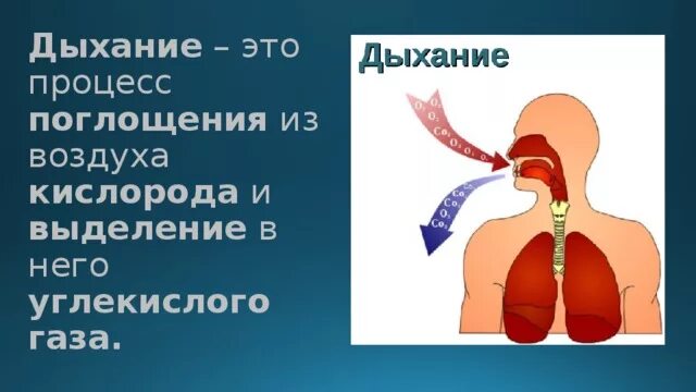 Газ вдыхаемый человеком