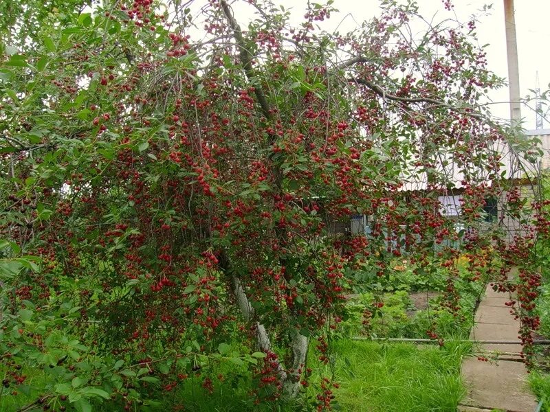 Вишневая участки купить. Вишня Шпанка дерево. Вишня Любская дерево. Вишня кустовая "Любская". Сорт вишни Саратовская расплетка.