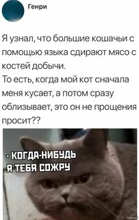 Мой кот кот кот когда был