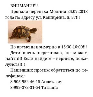Как найти черепаху