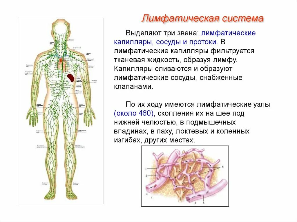 Нервы лимфатических сосудов. Лимфатические системы лимфатические узлы лимфатические сосуды. Строение сосудов лимфатической системы. Лимфатическая система сосуды капилляры. Функции лимфатической системы анатомия.