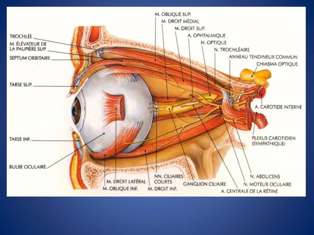 Анатомия зрительного нерва глазодвигательных нервов. Мышцы глаза анатомия иннервация. Топография зрительного нерва анатомия. Иннервация наружных мышц глаза. Вспомогательные строение глаза