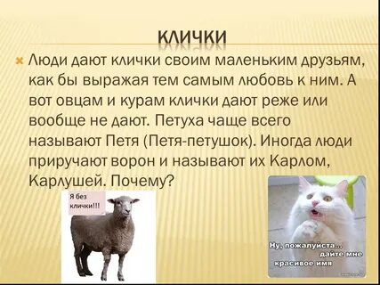 Какое имя дать животному