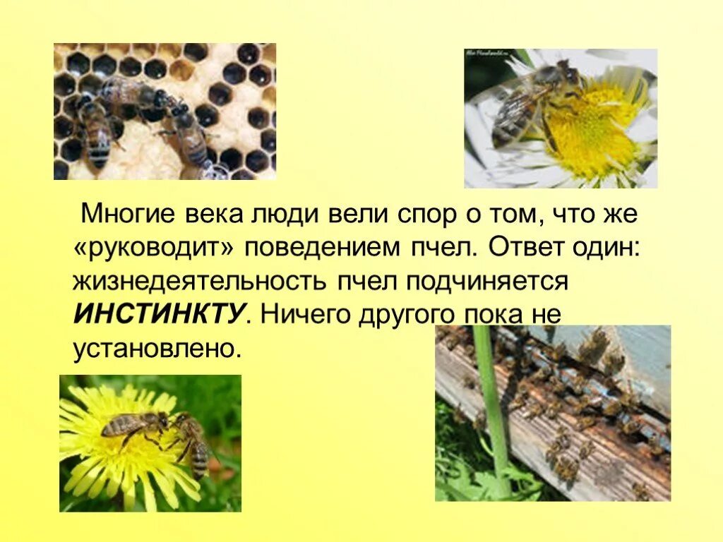 Инстинкты пчел. Поведение пчел. жизнедеятельность пчел. особенности поведения пчел.