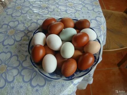 Авито продать яйцо