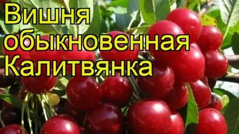Вишня сорт факел